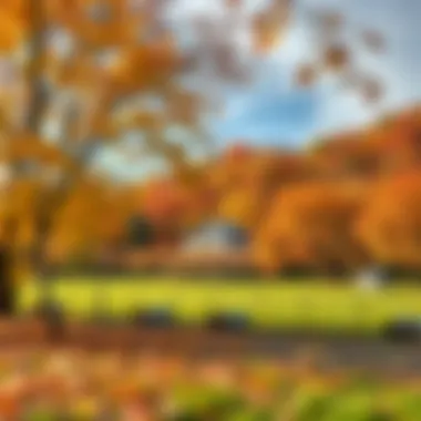 Autumn Landscape Suitable for Planting Trees A vibrant autumn landscape with colorful foliage indicating the right time for tree planting