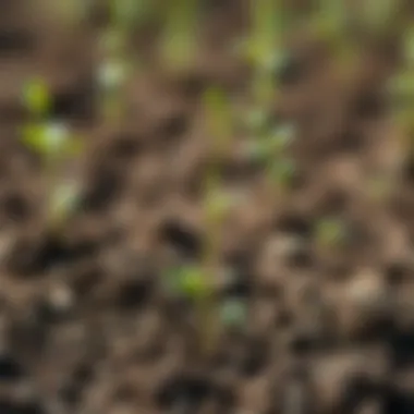 Healthy Tree Saplings Ready for Transplanting A close-up of healthy tree saplings in rich soil, indicating preparation for planting