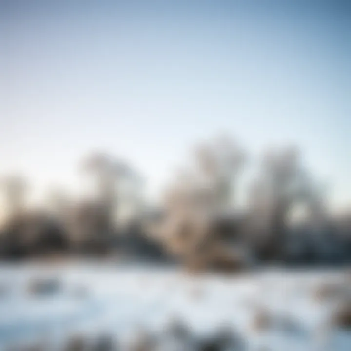 Winter Landscape Showcasing Dormant Trees A serene winter scene with a blanketed landscape, emphasizing the dormant period for trees