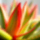 Vibrant Aloe Vera Flower in Bloom Close-up view of blooming Aloe Vera flower showcasing its vibrant colors