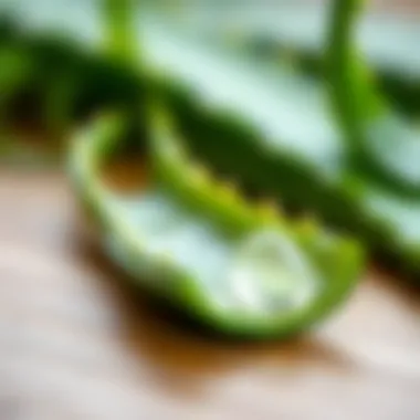 Aloe vera gel extracted from the leaf