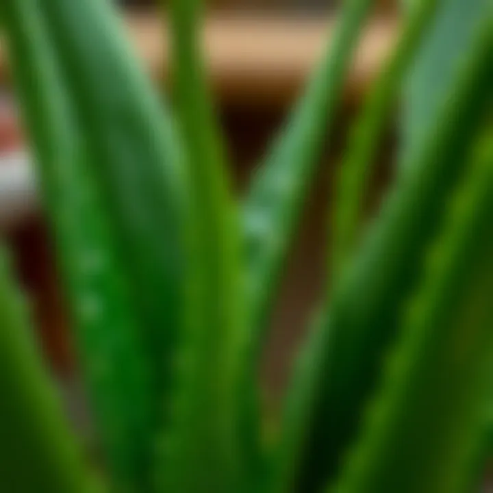 Fresh aloe vera leaves with dew drops