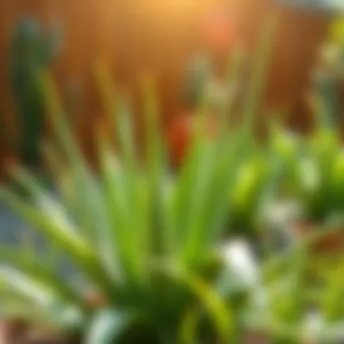 Healthy Aloe Vera plant in a natural setting with sunlight