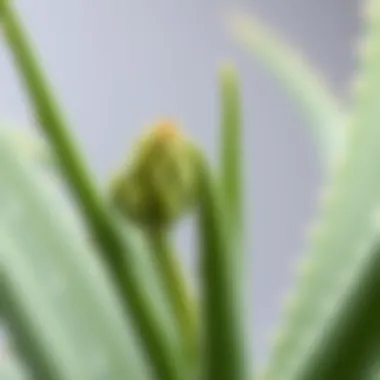 Detailed look at Aloe Vera leaves with flower buds