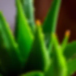 Close-up of vibrant aloe vera leaves showing texture and moisture