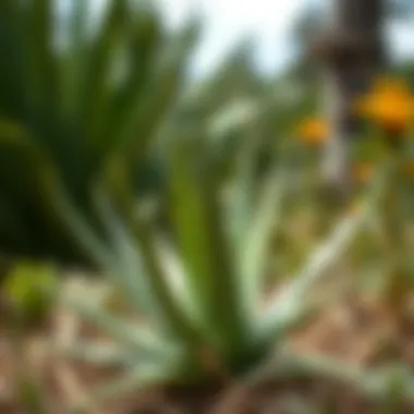 Aloe vera plant in a natural setting