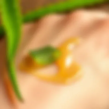 Aloe vera applied on skin for hydration