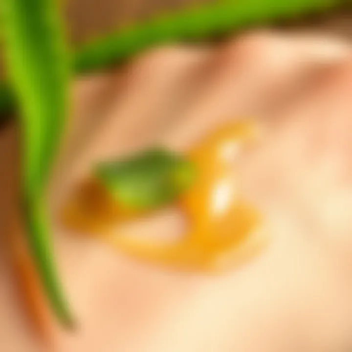 Aloe vera applied on skin for hydration