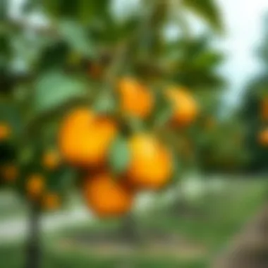 Apricot tree care and maintenance