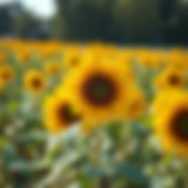 Healthy sunflower plants growing in a field