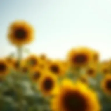 Lush sunflower field under a clear sky