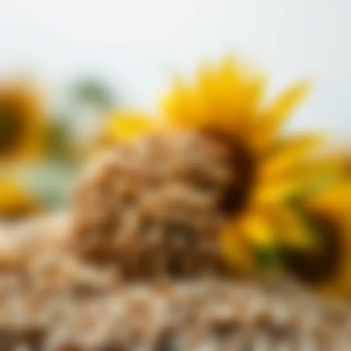 Close-up of sunflower seeds ready for harvest