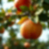 A close-up view of a healthy quince fruit on the tree