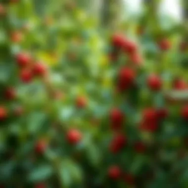 A lush garden showing well-maintained quince plants