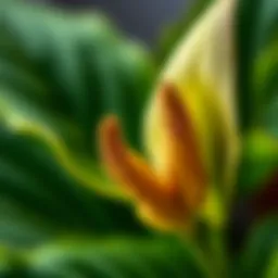 Close-up of Peace Lily leaf tips showing dryness