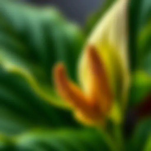 Close-up of Peace Lily leaf tips showing dryness