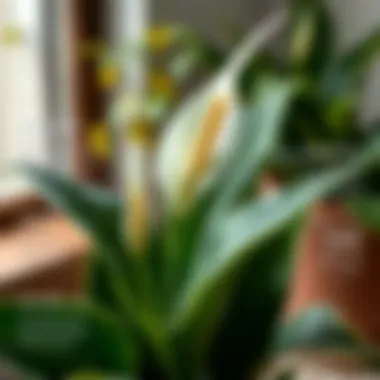 Environmental Factors Impacting Peace Lily Infographic showing environmental factors affecting Peace Lily