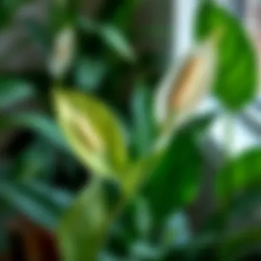 Healthy Peace Lily Plant Healthy Peace Lily plant in well-maintained condition