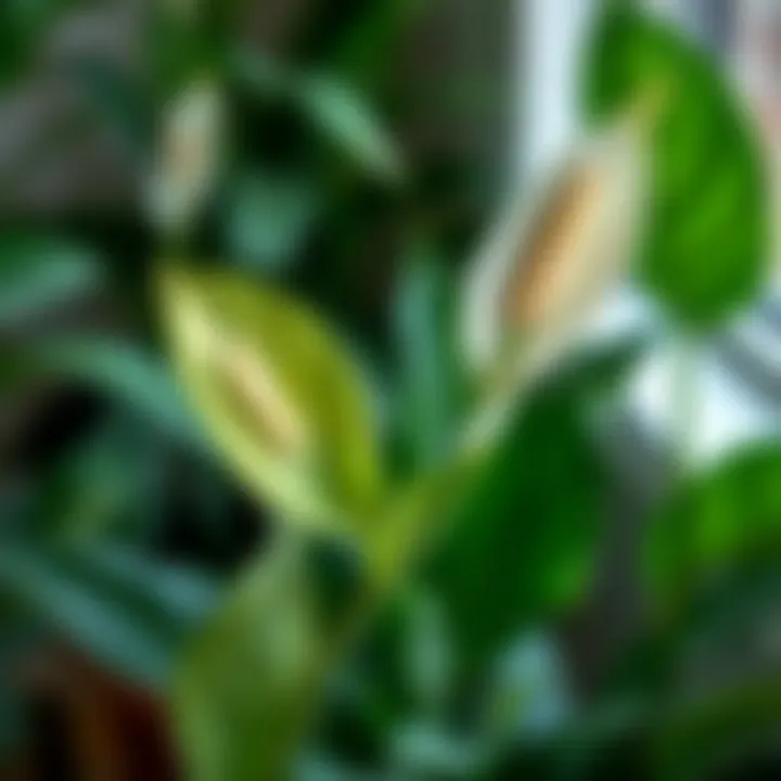 Healthy Peace Lily Plant Healthy Peace Lily plant in well-maintained condition