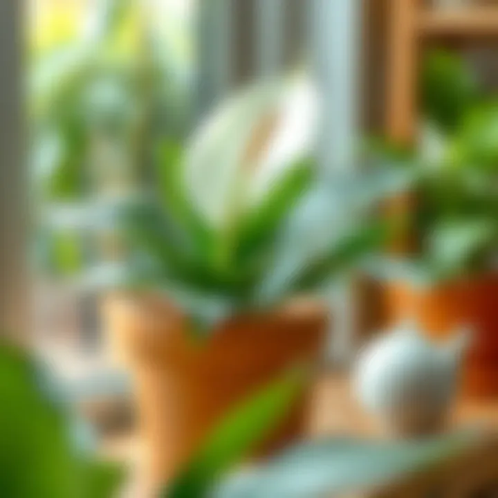 Effective Watering Techniques for Peace Lily Illustration of watering techniques for indoor plants