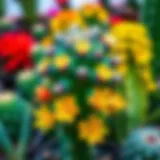 Blooming cactus varieties in vibrant colors