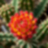 A vibrant cactus flower in full bloom, showcasing intricate petal patterns and colors.
