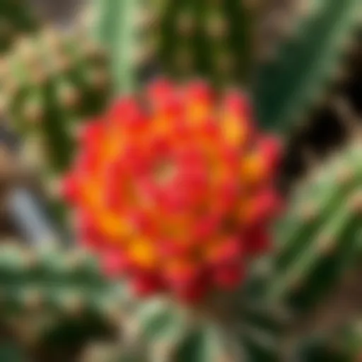 Cactus Flower in Full Bloom A vibrant cactus flower in full bloom, showcasing intricate petal patterns and colors.
