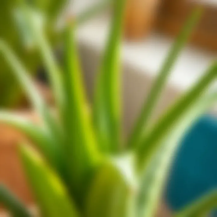 Fresh aloe vera plant with leaves