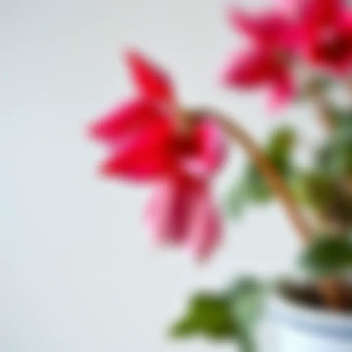 A wilting cyclamen flower with drooping leaves