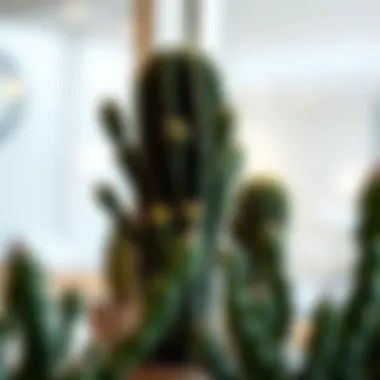 Decorative uses of cacti in home interior