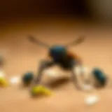 Common household insects found in homes