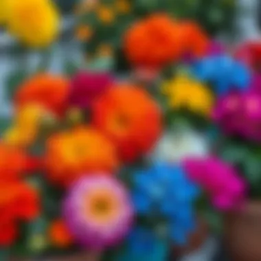 Vibrant blooming potted flowers showcasing various colors