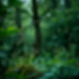 The calming effect of green in nature