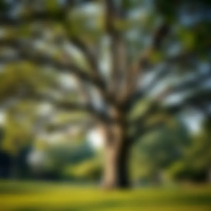 Linden tree in a serene park
