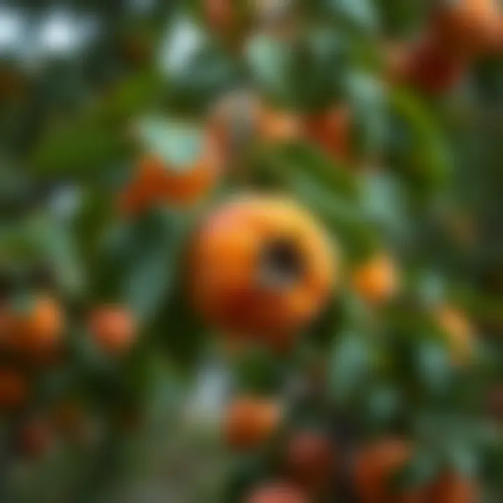 Harvesting ripe apricots from the tree