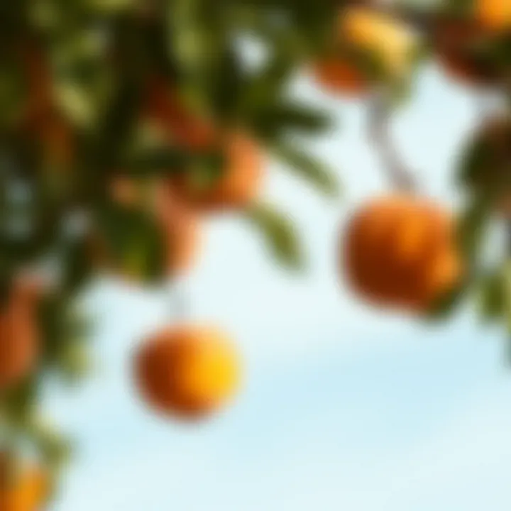 Ideal climate conditions for apricot trees