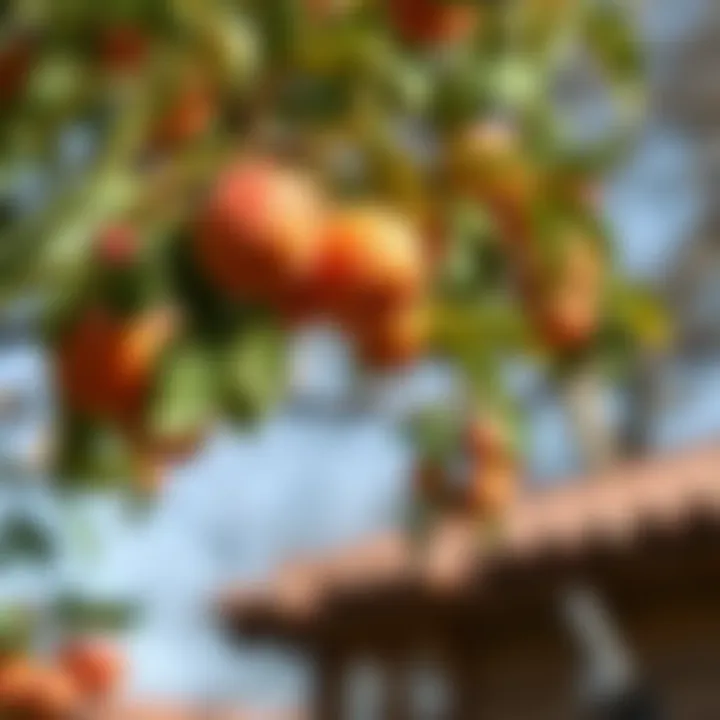 Pruning techniques for healthy apricot trees