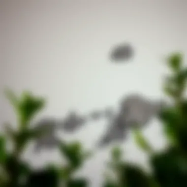 Mold growth on a wall showing discoloration