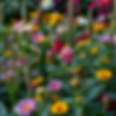 Lush garden featuring a variety of summer flowers