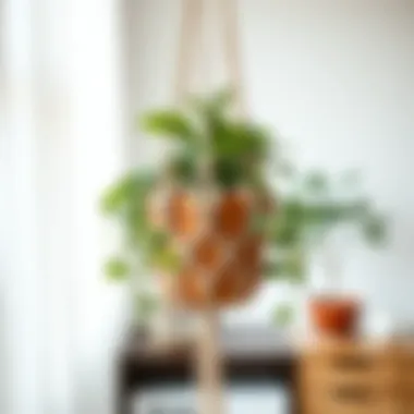 Elegant macrame plant holder displaying unique knot styles