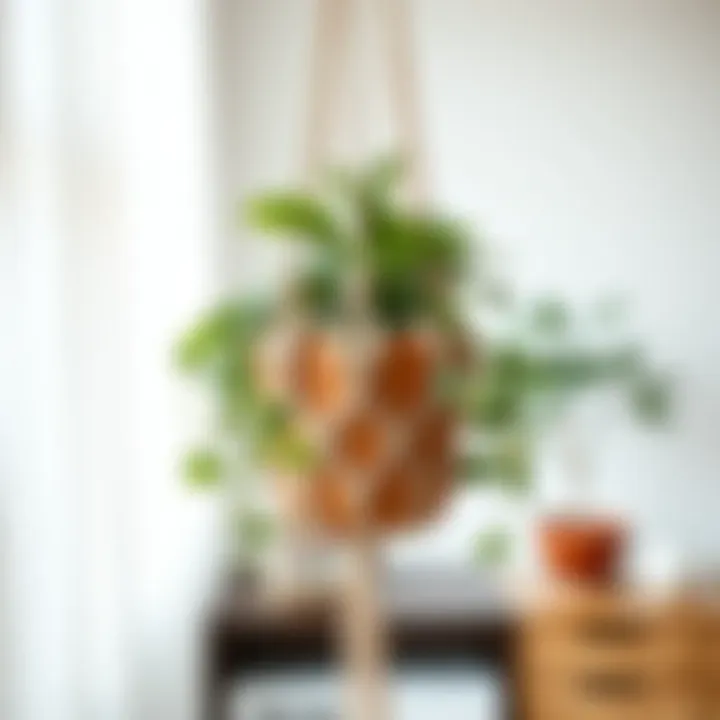 Elegant macrame plant holder displaying unique knot styles