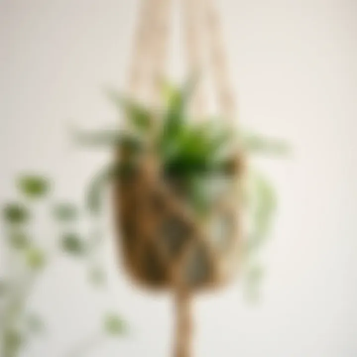 A beautifully crafted macrame plant holder displaying a green plant