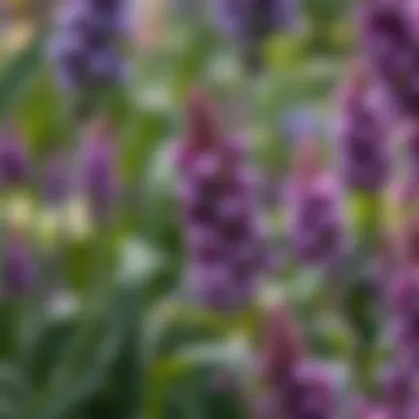 Mood-enhancing purple flowers enhancing garden atmosphere