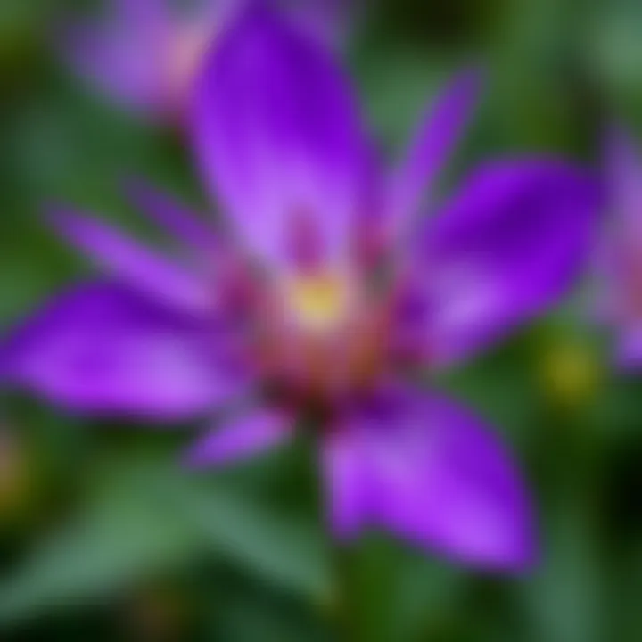 Close-up of a purple flower showcasing its intricate petals