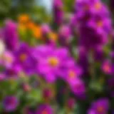 Vibrant purple garden flowers in full bloom