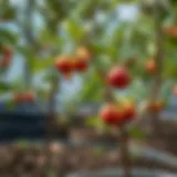 Young fruit tree receiving water