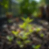 Healthy young sapling in a garden