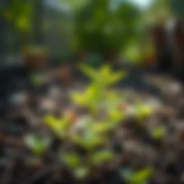 Healthy young sapling in a garden