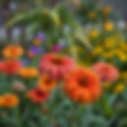 Vibrant autumn flowers in a garden setting