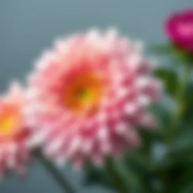 Close-up of a blooming chrysanthemum